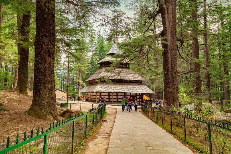 Pine forest representing Hadimba surroundings
